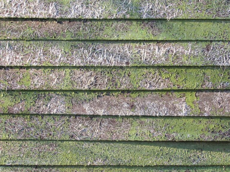 algae mildew siding shaded trees