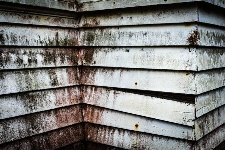 mold growth wall siding damage