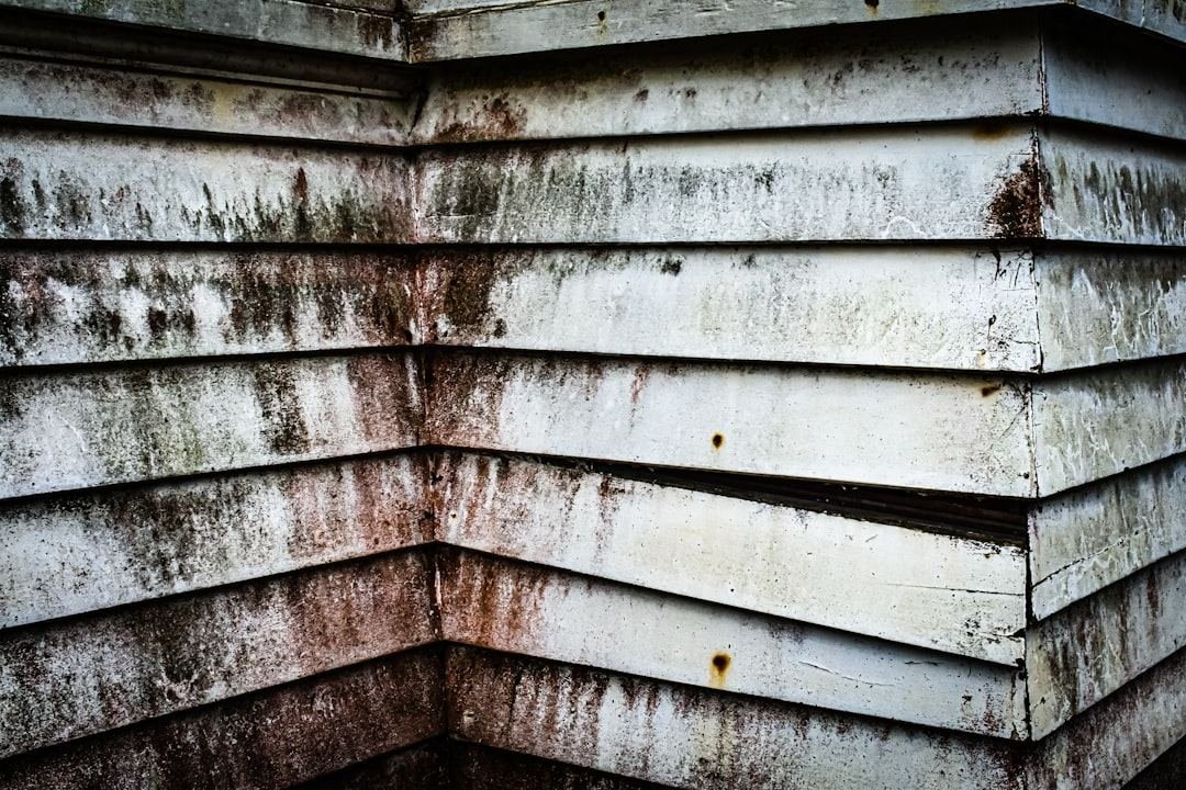 mold growth wall siding damage